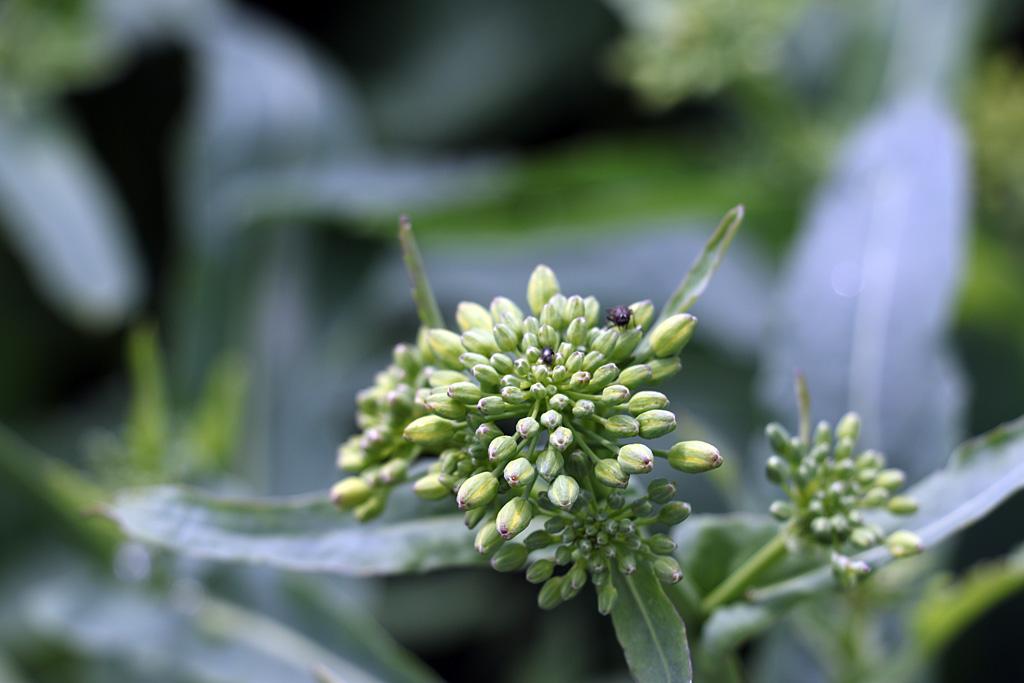 Rape Popular F1 - 6.5.2017